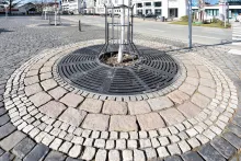 Sicherer Stand und geschützte Wurzeln für das Stadtgrün von morgen.